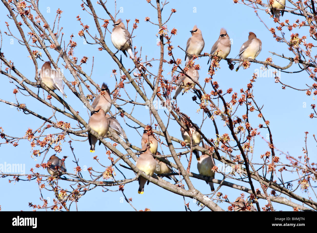 Il Cedar Waxwing gregge si appollaia in acero Foto Stock