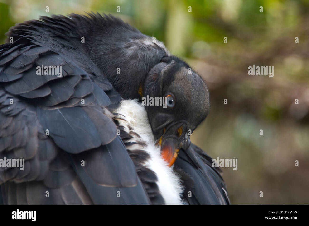 King Vulture Sarcoramphus papa Mondo di Uccelli di Città del Capo Sud Africa captive Foto Stock