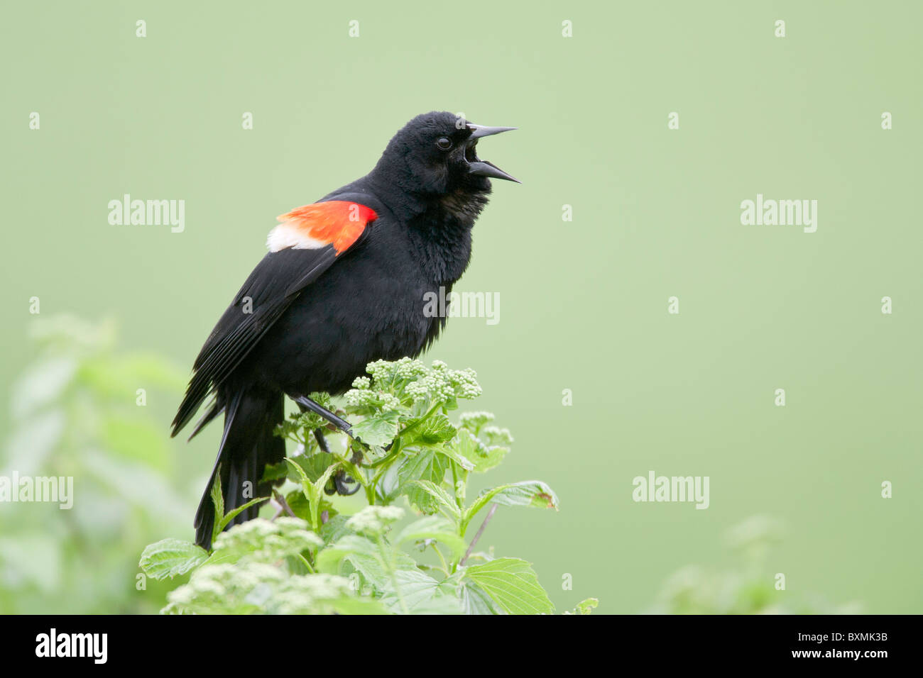 Rosso-winged Blackbird Singing Foto Stock