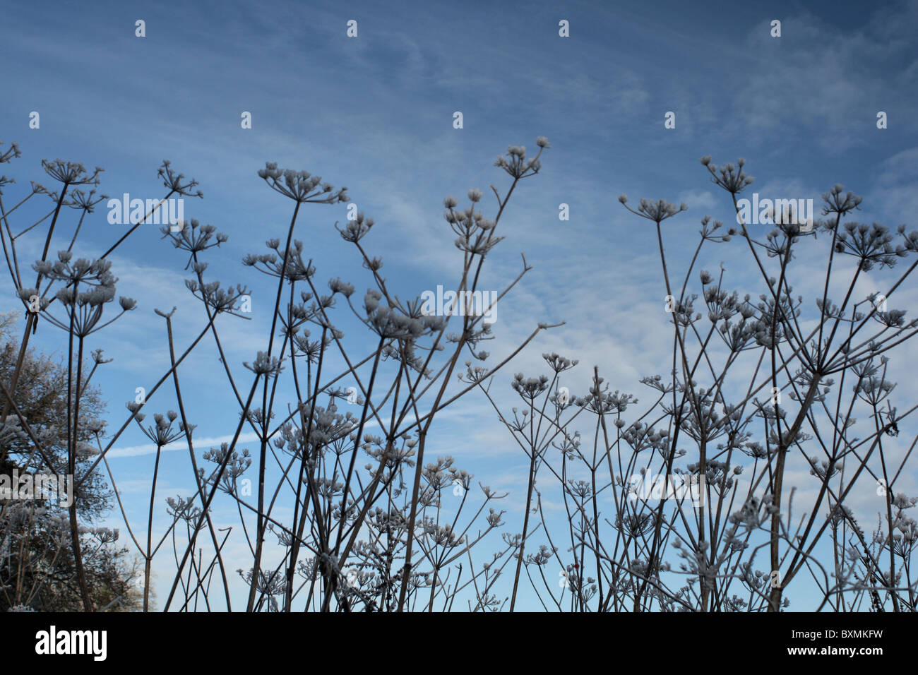 La brina su cowslips dopo congelamento nebbia Foto Stock
