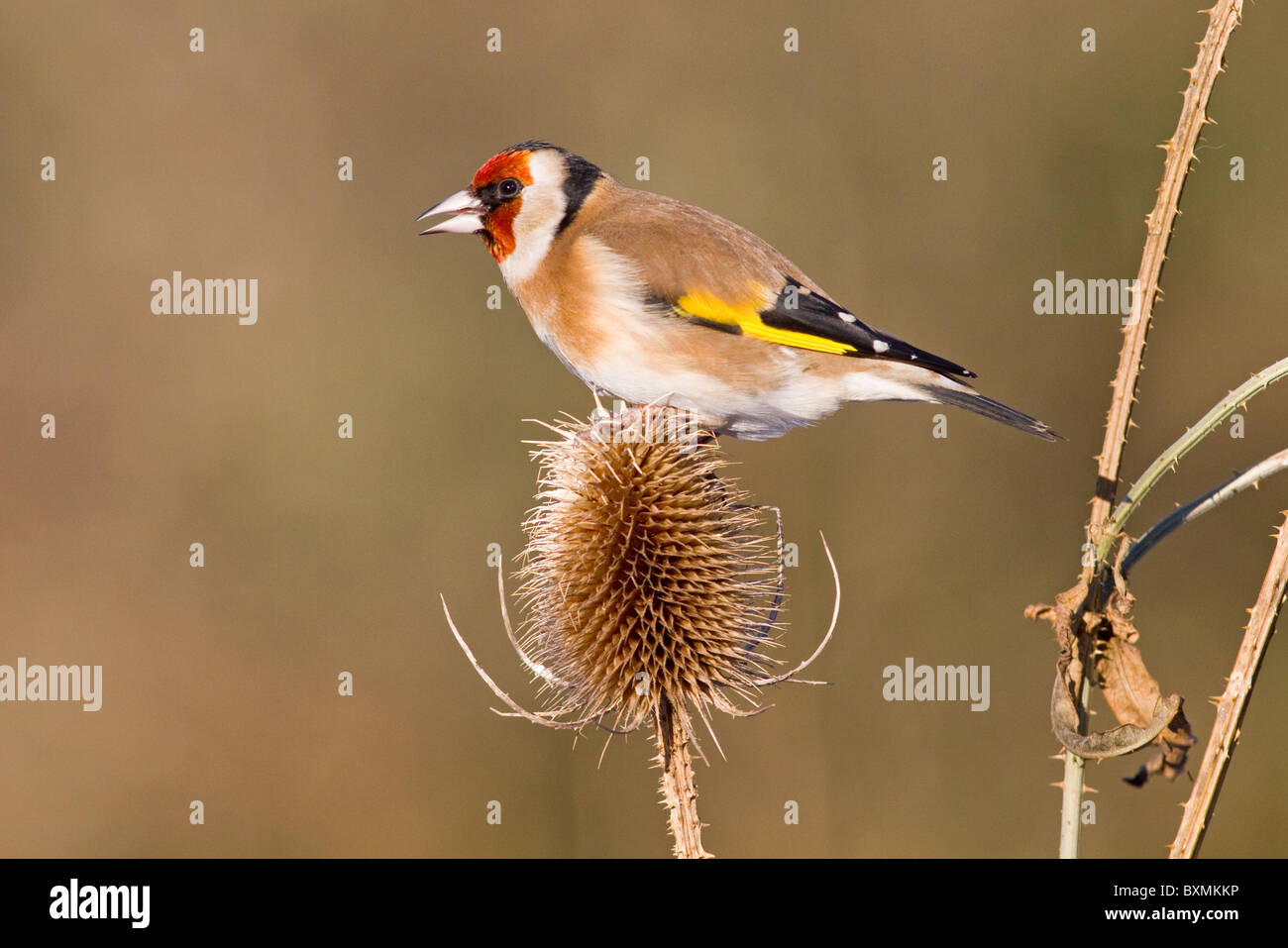 Cardellino europeo(carduelis carduelis) sulla testa teasel in Irlanda Foto Stock