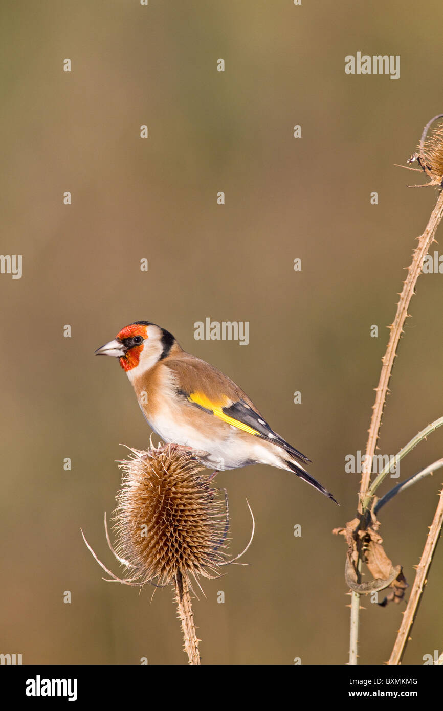 Cardellino europeo(carduelis carduelis) sulla testa teasel Foto Stock