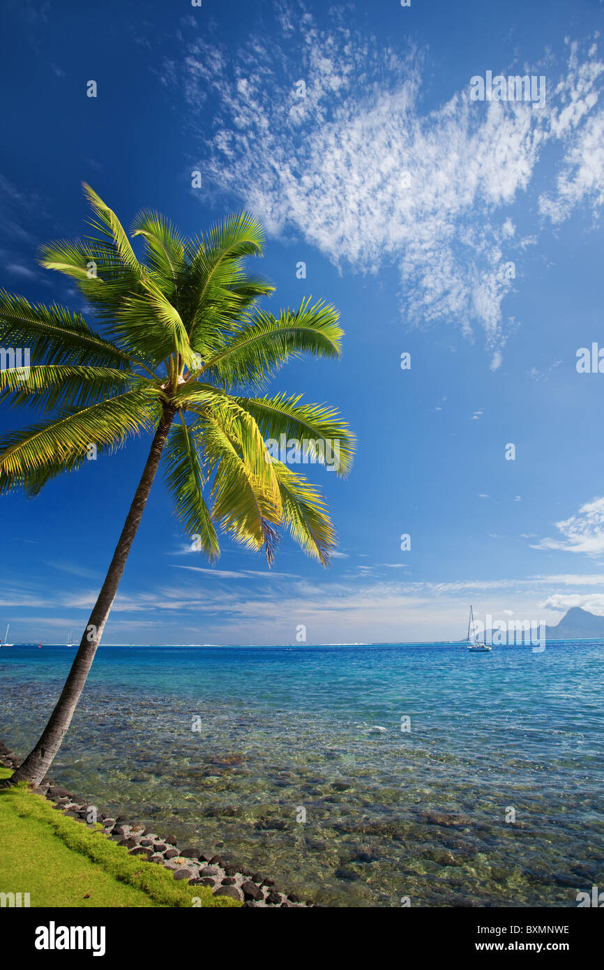 Unico albero di palme contro il cielo blu sulla spiaggia Foto Stock