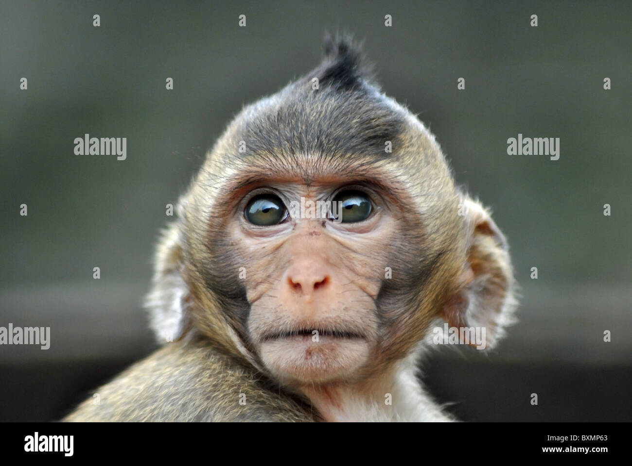 Macaco Rhesus monkey al tempio Bayon nei pressi di Angkor Wat, Cambogia Foto Stock