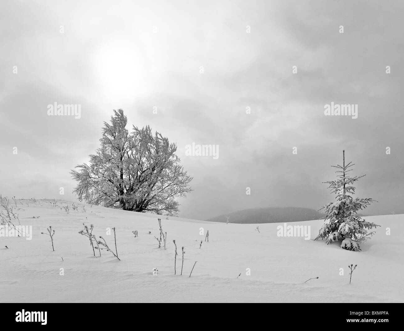 Inverno noioso tranquillo paesaggio di montagna con alberi innevati su di una collina e il sole attraverso le nuvole tra il bianco e il nero (foto) Foto Stock