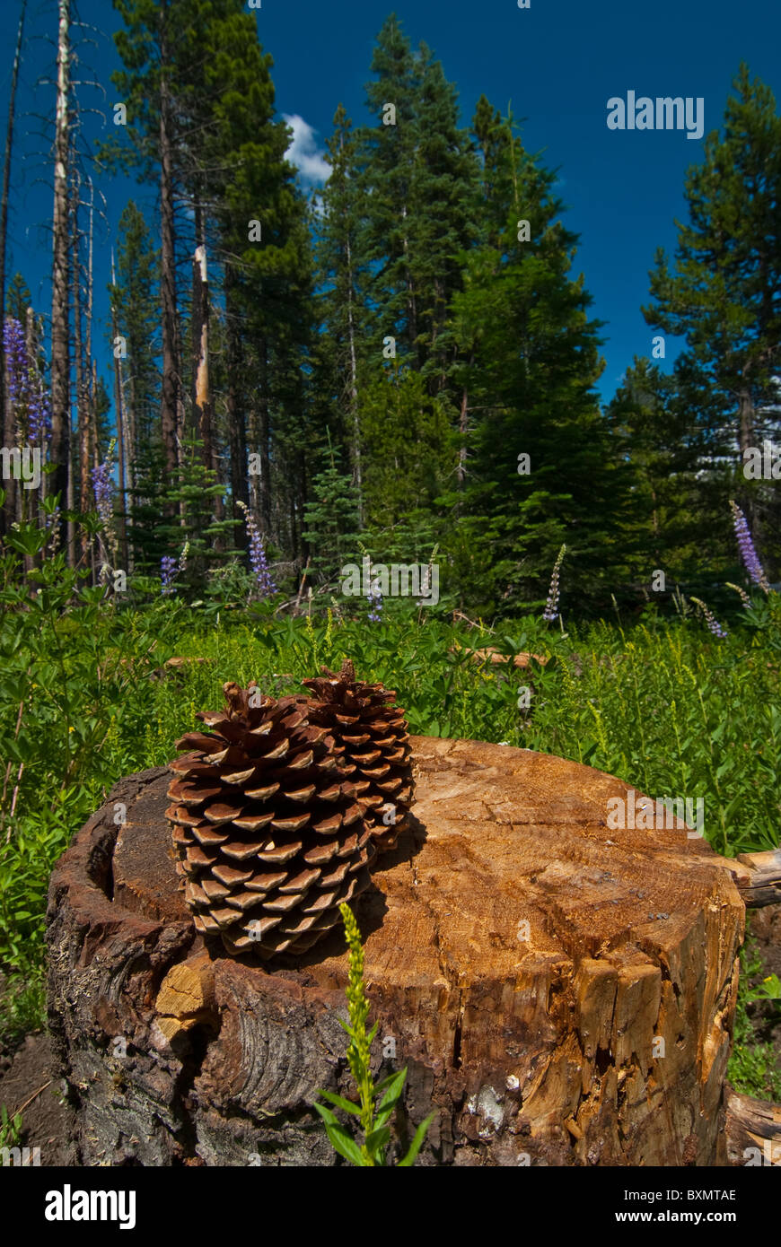Natura appena fuori Tioga Road presso il Parco Nazionale di Yosemite Foto Stock
