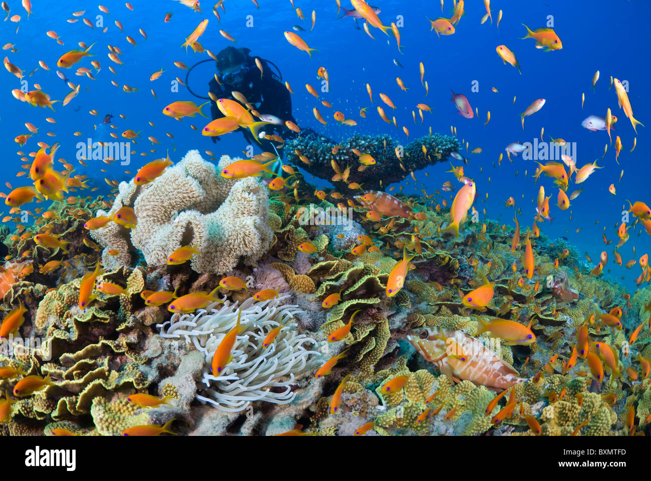 Coral reef scena, Nuweiba, Sinai, Egitto, Mar Rosso, Oceano Indiano Foto Stock