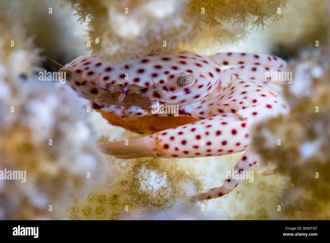 Il granchio in corallo duro, Nuweiba, Sinai, Egitto, Mar Rosso, Oceano Indiano Foto Stock