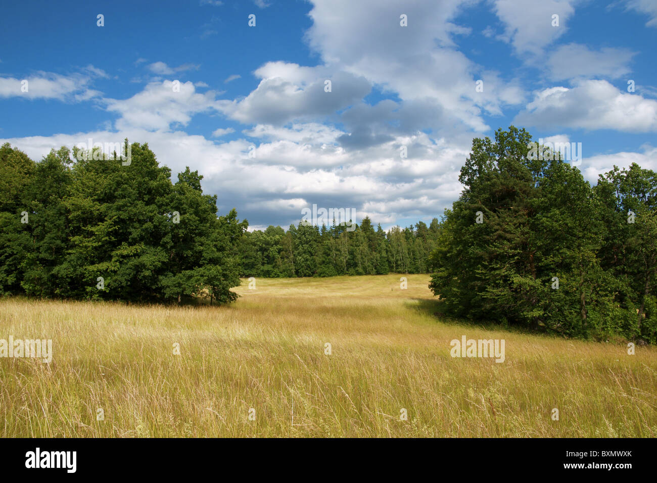 Paesaggio polacco - giallo archiviato, il cielo blu e nuvole bianche Foto Stock