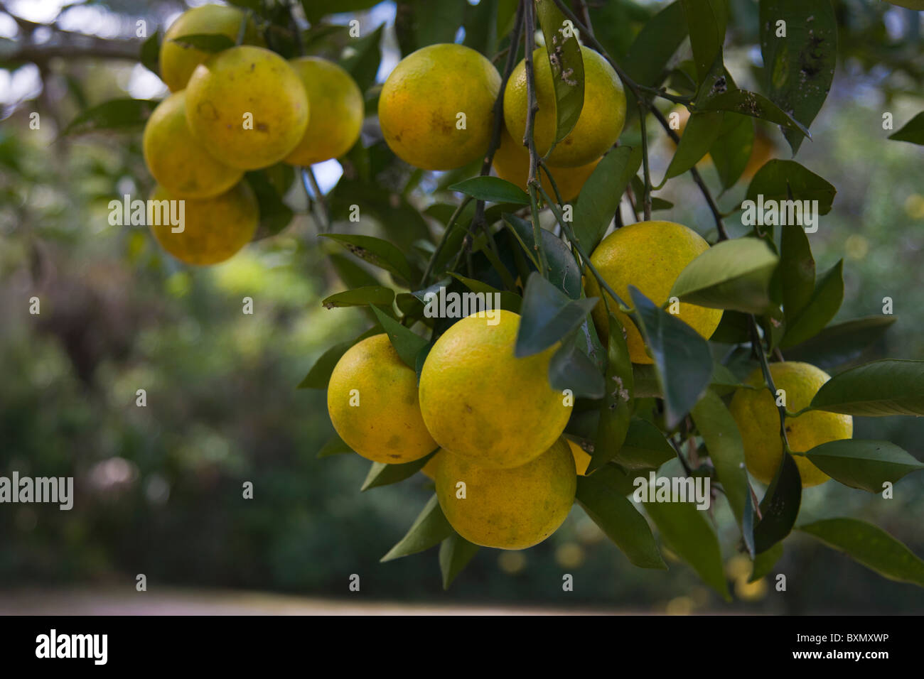 Arance che cresce su un albero in Florida Foto Stock