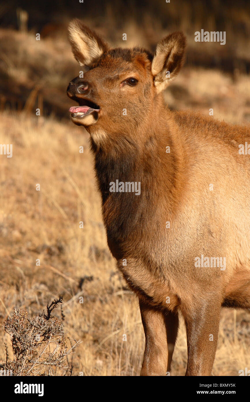 Un vitello Elk belati per l'attenzione. Foto Stock