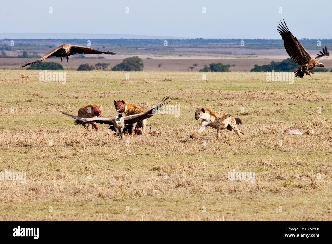 Iene e avvoltoi, il Masai Mara, Kenya Foto Stock