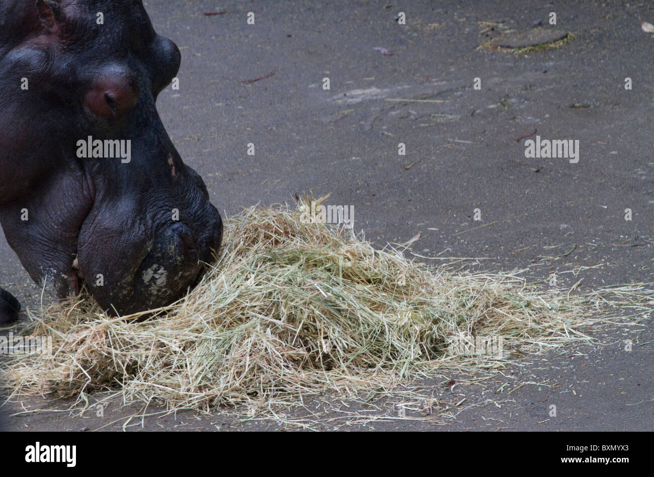 African ippopotamo mangia fieno a Dubbo Zoo Foto Stock