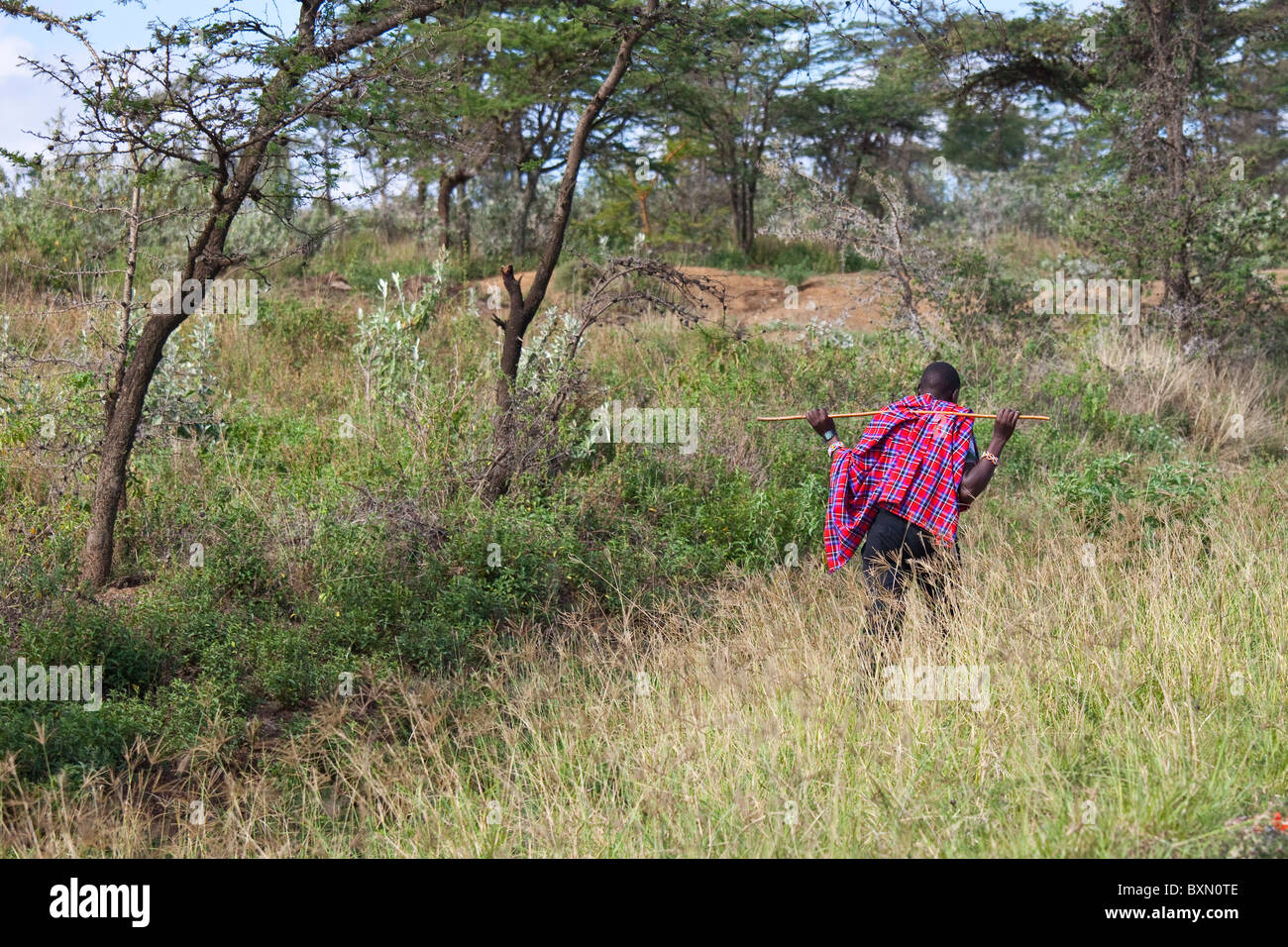 Masai uomo che porta un bastone nelle zone rurali del Kenia, Africa orientale Foto Stock