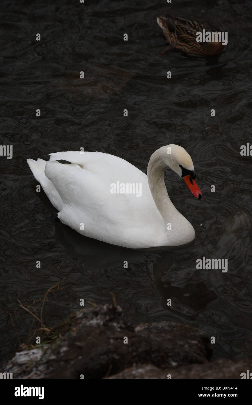 Swan a Colwick Park Foto Stock