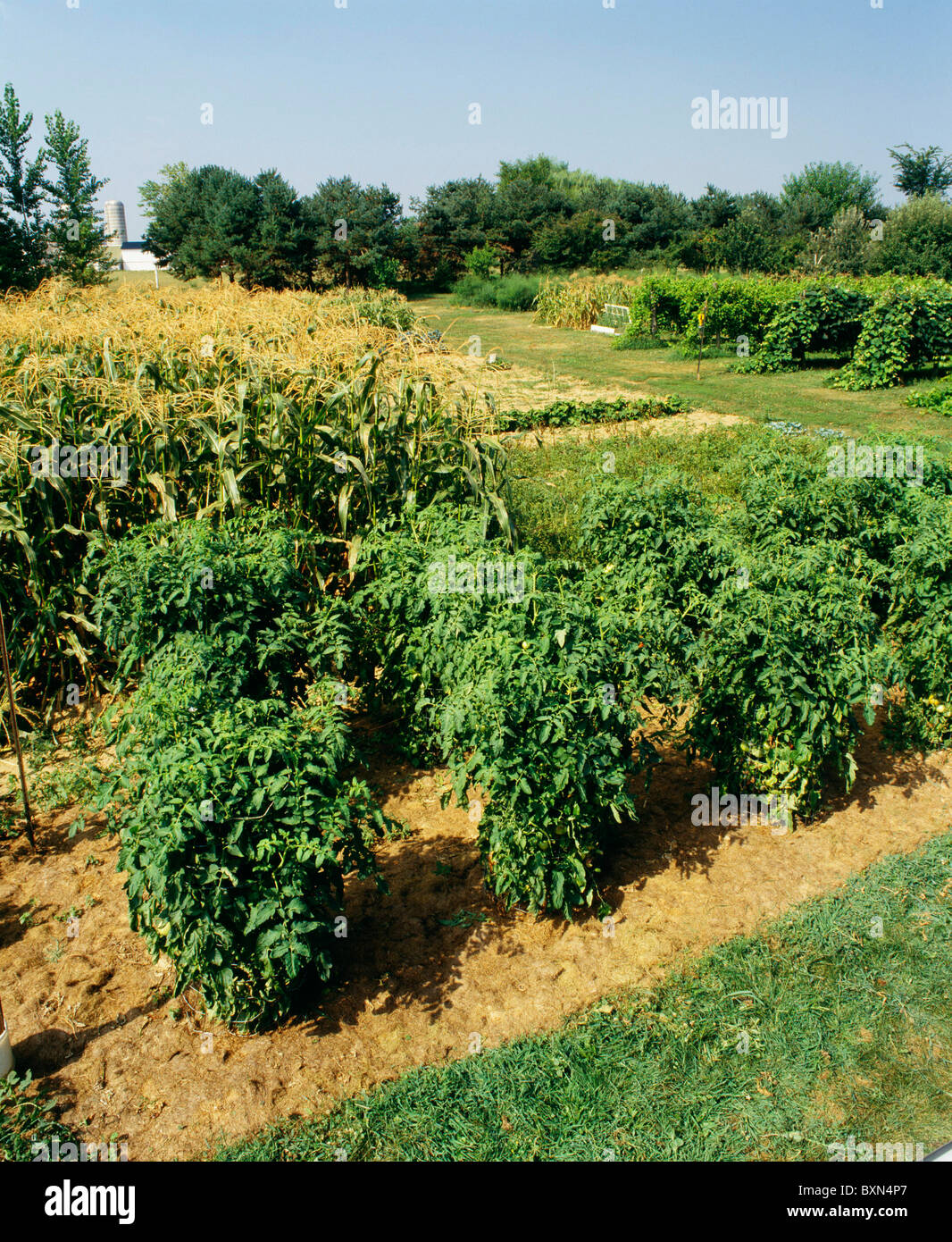 Pomodori in gabbie di filo LITITZ, PA Foto Stock