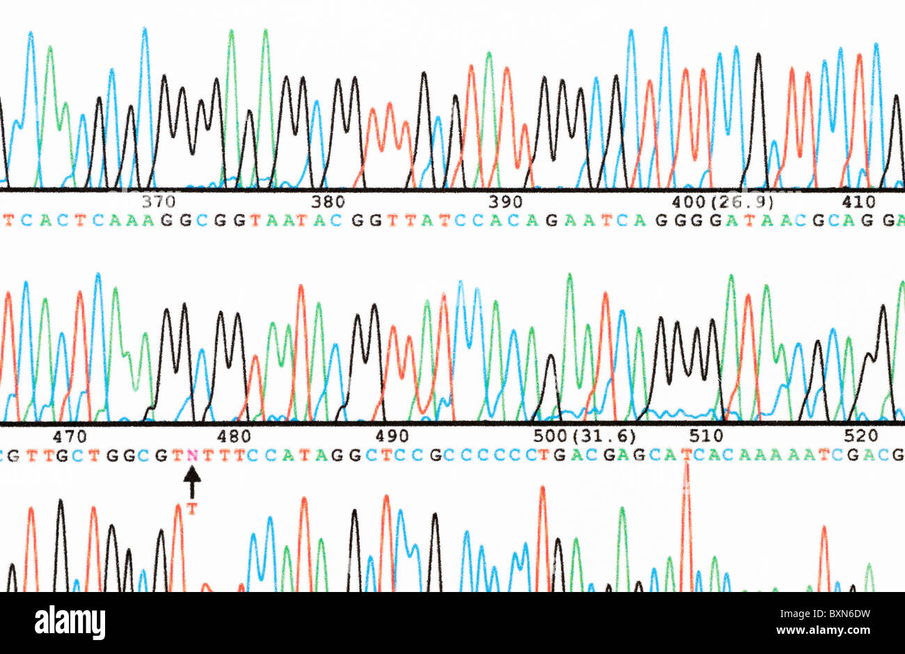 Il sequenziamento del DNA. Parte di una sequenza di basi di DNA di lettura generato da un sequenziatore automatico. Foto Stock Il sequenziamento del DNA. Parte di una sequenza di basi di DNA di lettura generato da un sequenziatore automatico. Foto Stock