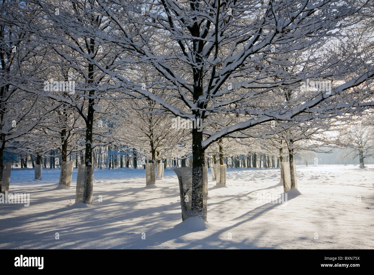Lunghe ombre create da sole di mattina in inverno Foto Stock