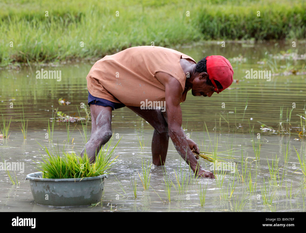 Agricoltore di piantare il riso in un campo di risone in Timor Orientale Foto Stock