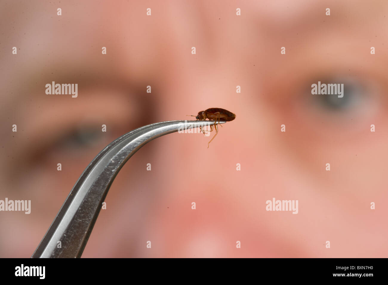 L uomo lo studio bed bug Foto Stock