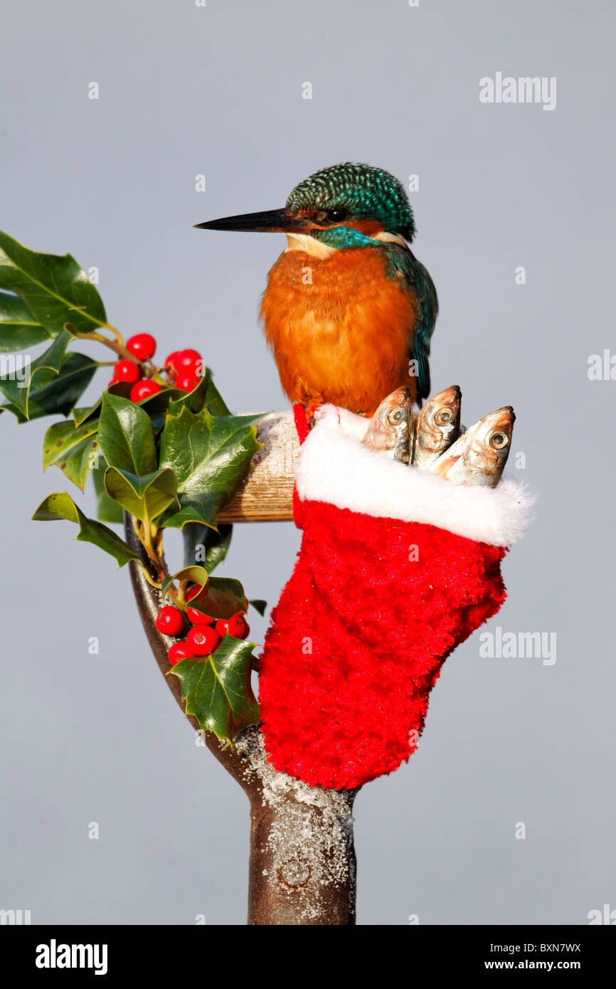 Kingfisher, Alcedo atthis, singolo uccello sulla calza di Natale, Midlands, Dicembre 2010 Foto Stock