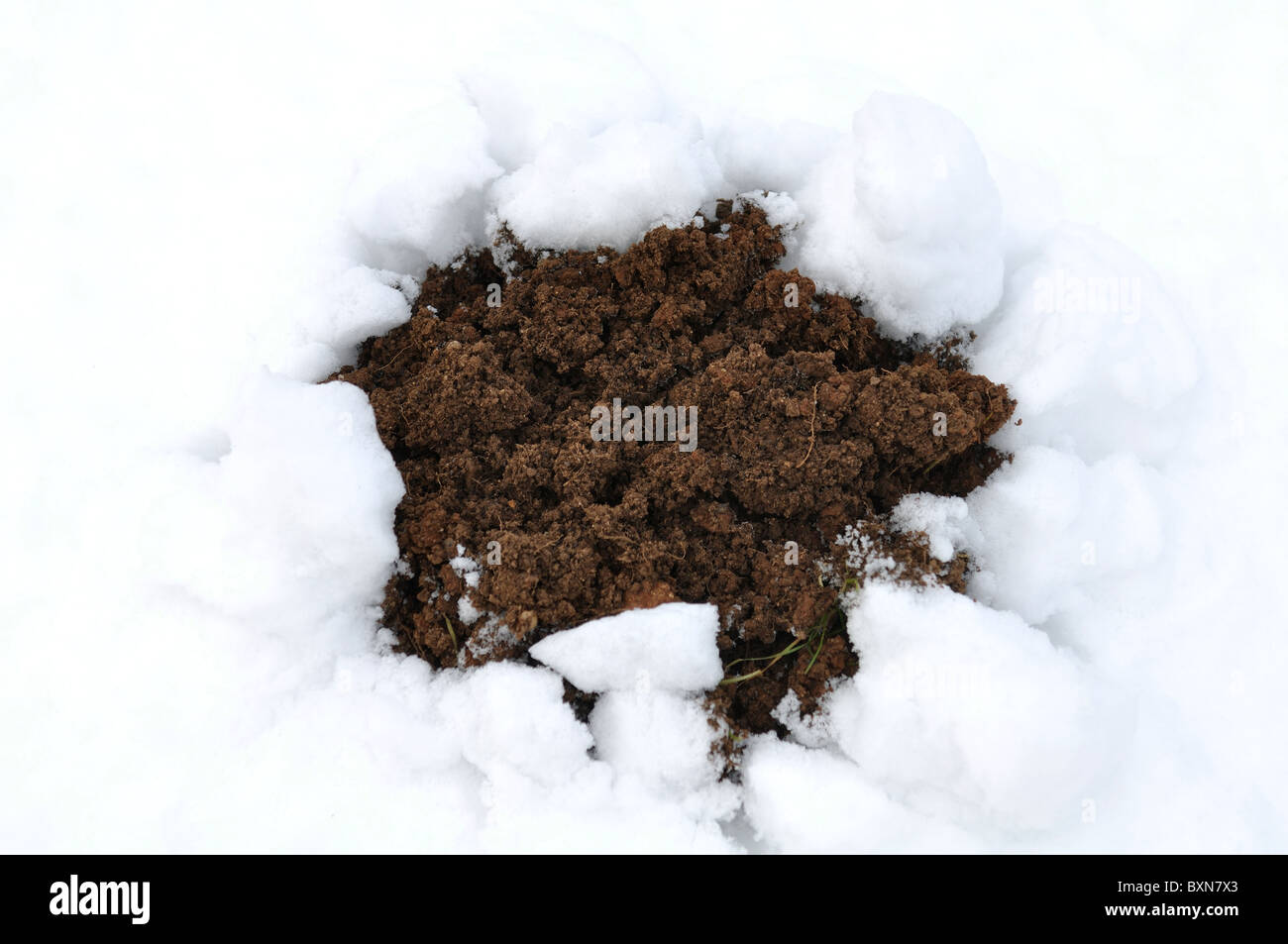 Una mole hill nella neve Foto Stock