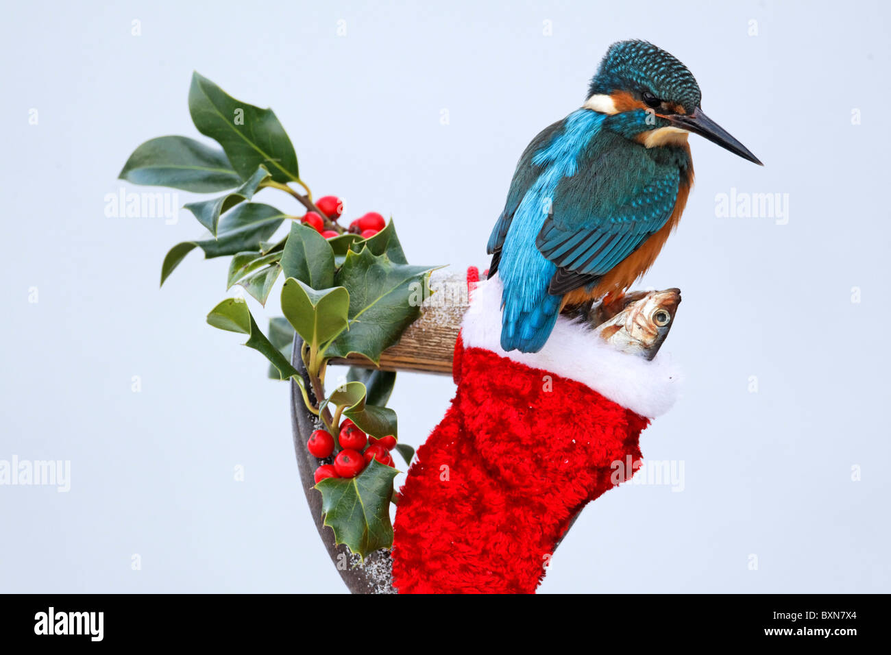 Kingfisher, Alcedo atthis, singolo uccello sulla calza di Natale, Midlands, Dicembre 2010 Foto Stock