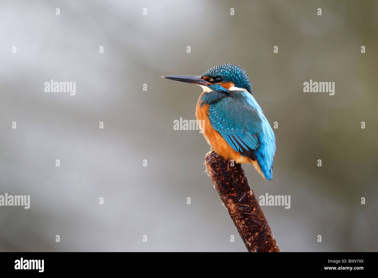 Kingfisher, Alcedo atthis, singolo uccello sulla testa reed, Midlands, Dicembre 2010 Foto Stock