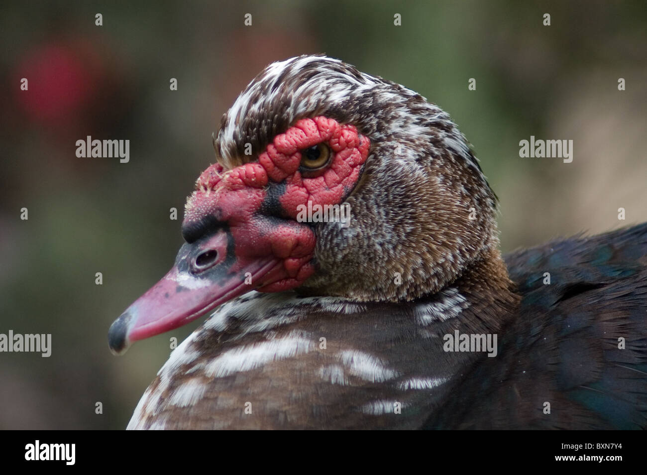 Ritratto di un maschio di anatra muta (Cairina moschata) Foto Stock