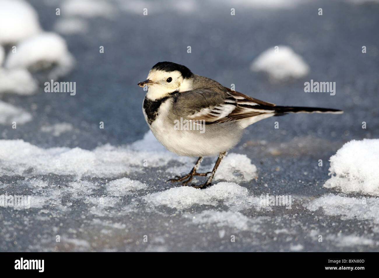 Pied wagtail, Motacilla alba yarrellii, singolo uccello sul ghiaccio, Midlands, Dicembre 2010 Foto Stock