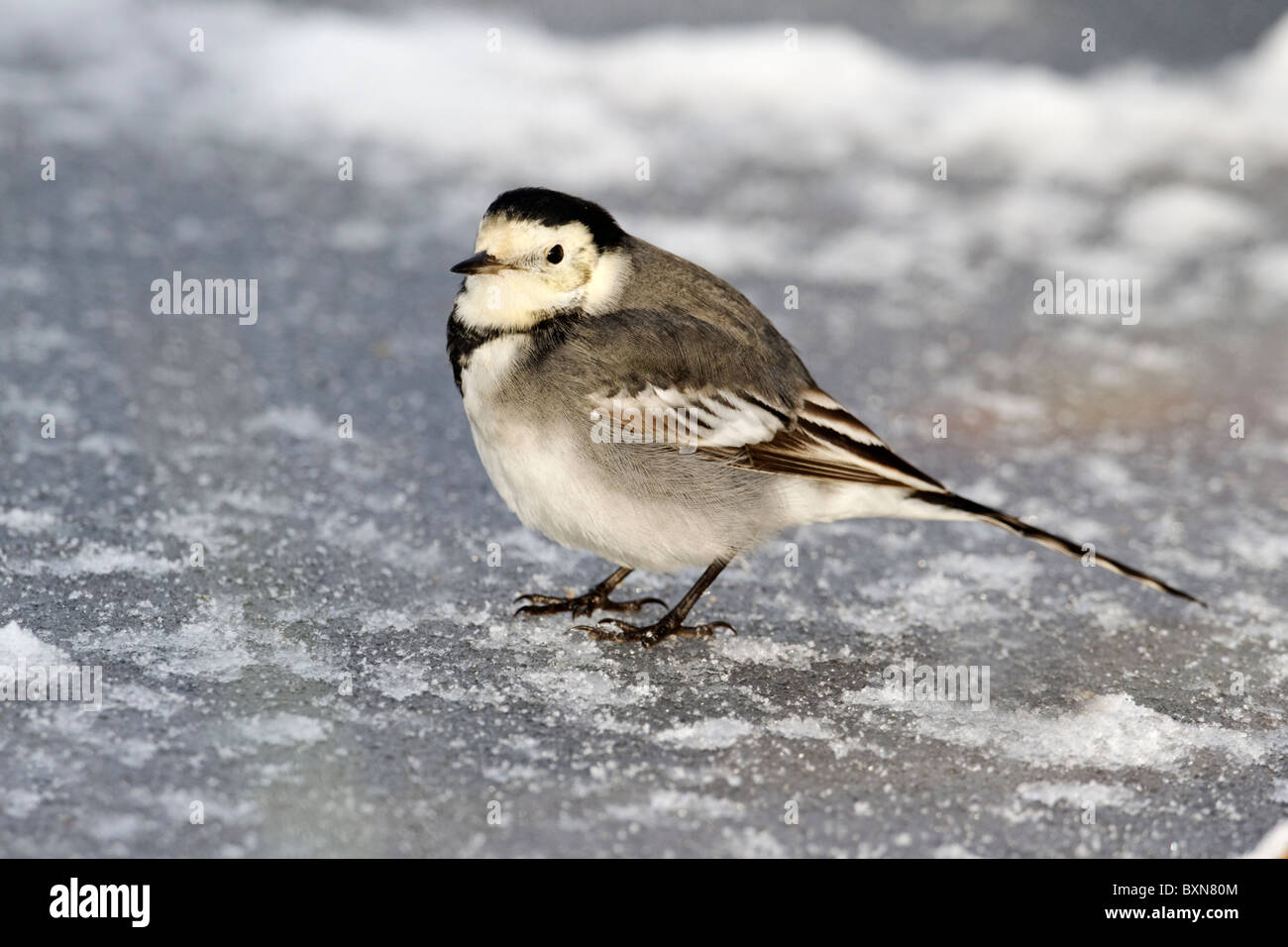 Pied wagtail, Motacilla alba yarrellii, singolo uccello sul ghiaccio, Midlands, Dicembre 2010 Foto Stock