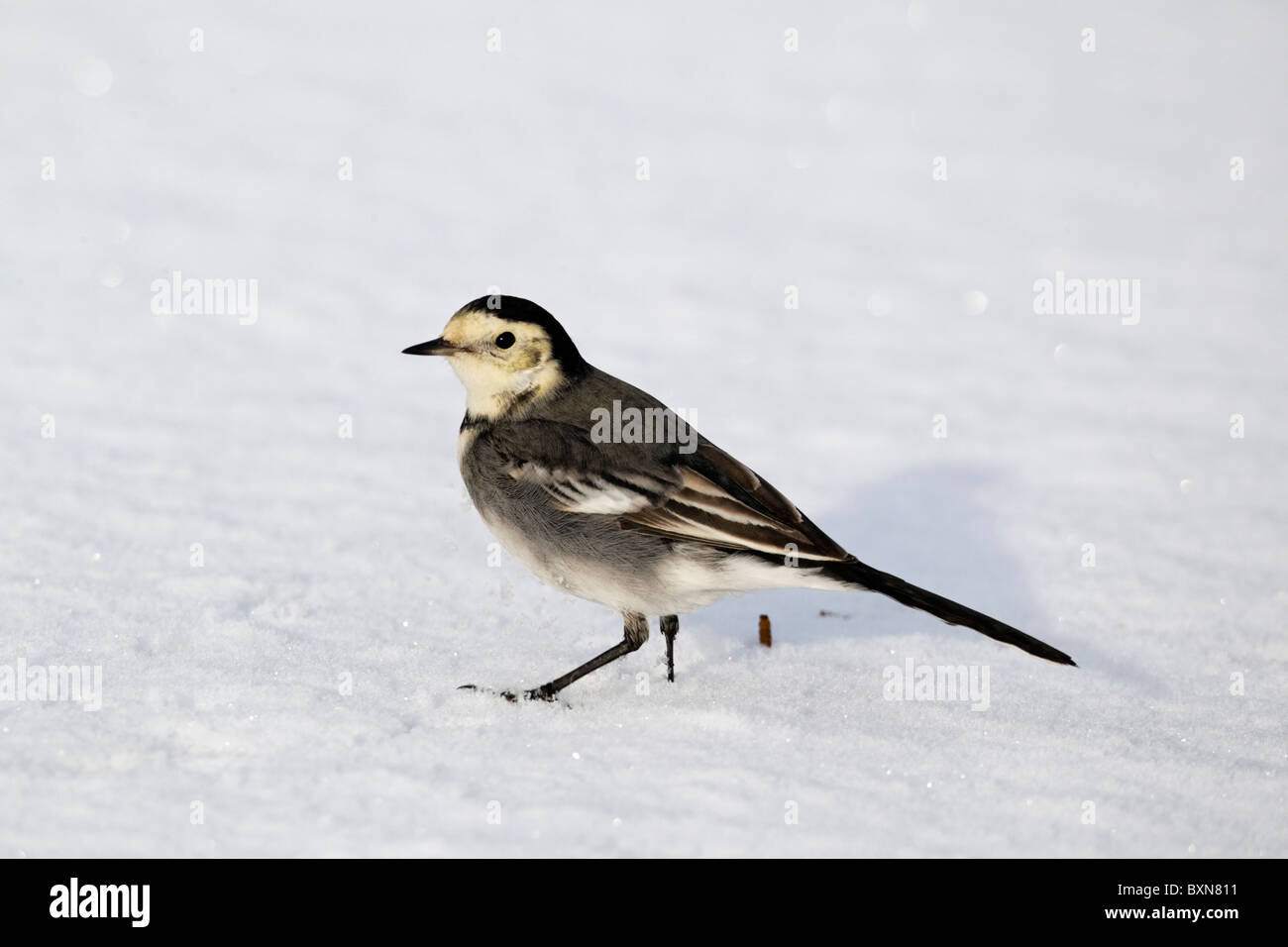 Pied wagtail, Motacilla alba yarrellii, singolo uccello sul ghiaccio, Midlands, Dicembre 2010 Foto Stock