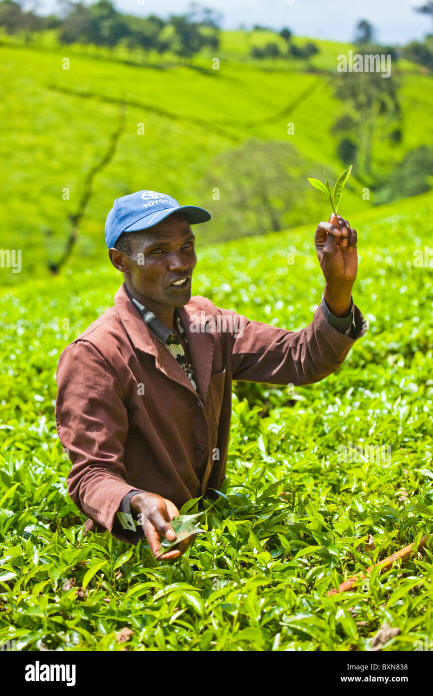 La piantagione di tè tour Kiambethu Tea Farm, Nairobi, Kenia Foto Stock