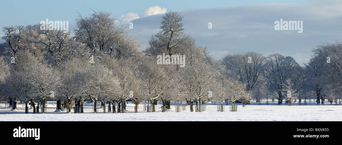 Gruppo di alberi in inverno al giorno di sole Foto Stock