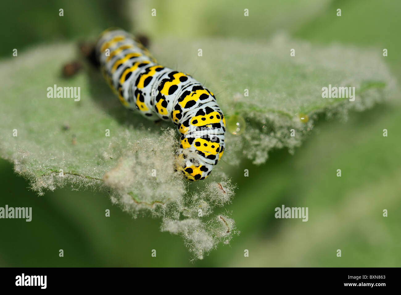 Caterpillar su foglie di papavero Foto Stock