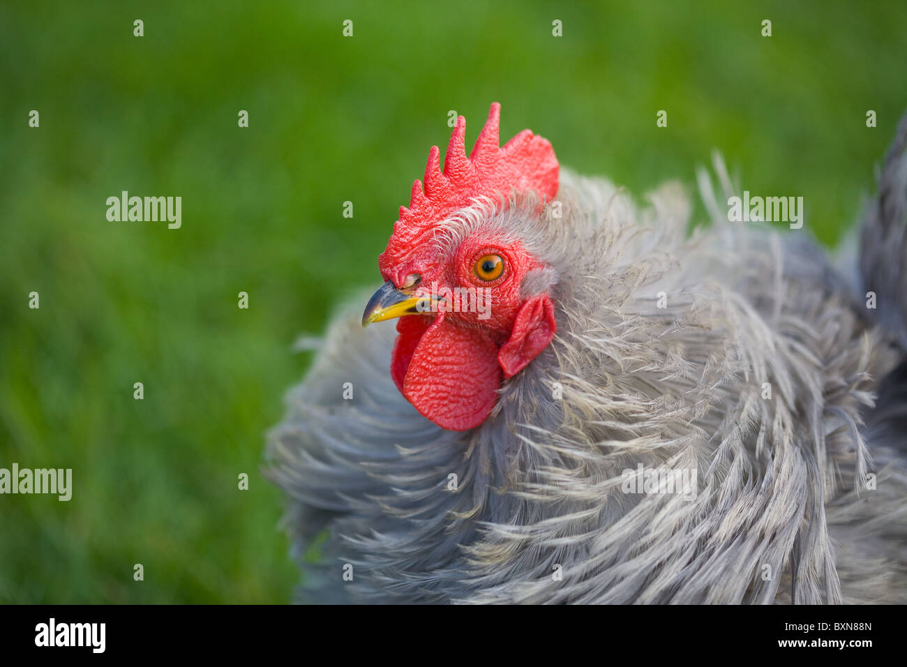 Scruffy pollo grigio verde contro lo sfondo sfocato Foto Stock