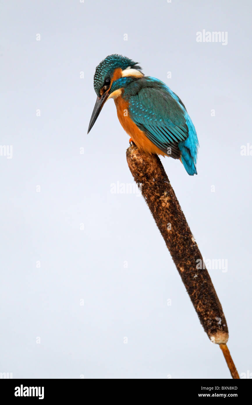 Kingfisher, Alcedo atthis, singolo uccello sulla testa reed, Midlands, Dicembre 2010 Foto Stock