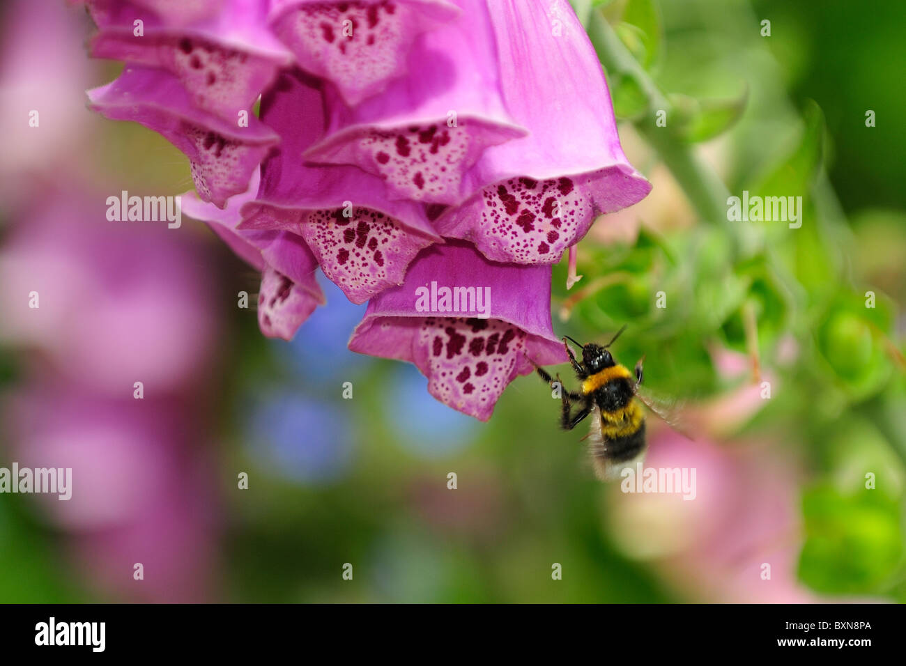 Bumble Bee battenti in un foxglove Foto Stock