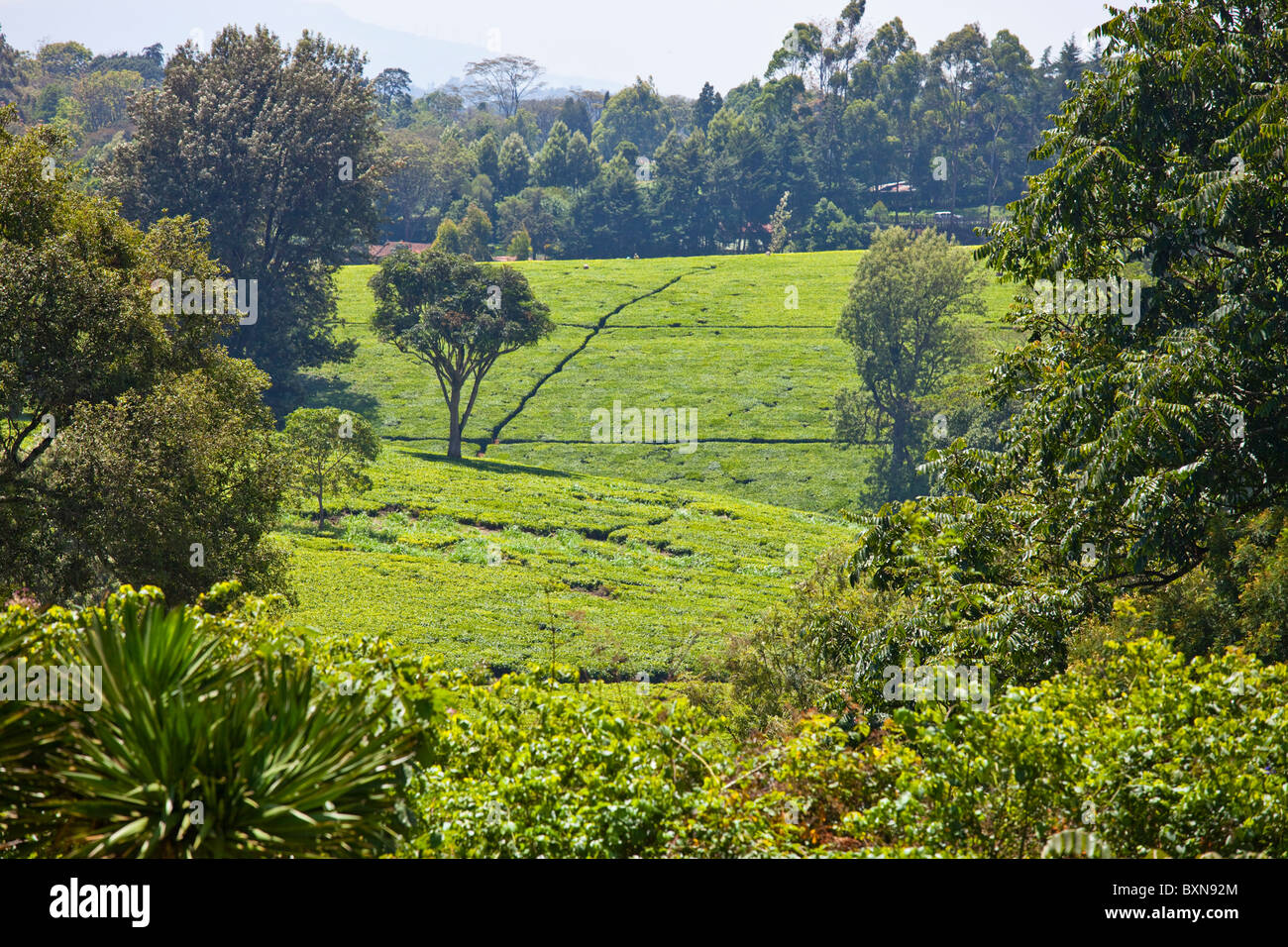 La piantagione di tè, Kiambethu Farm, Nairobi, Kenia Foto Stock