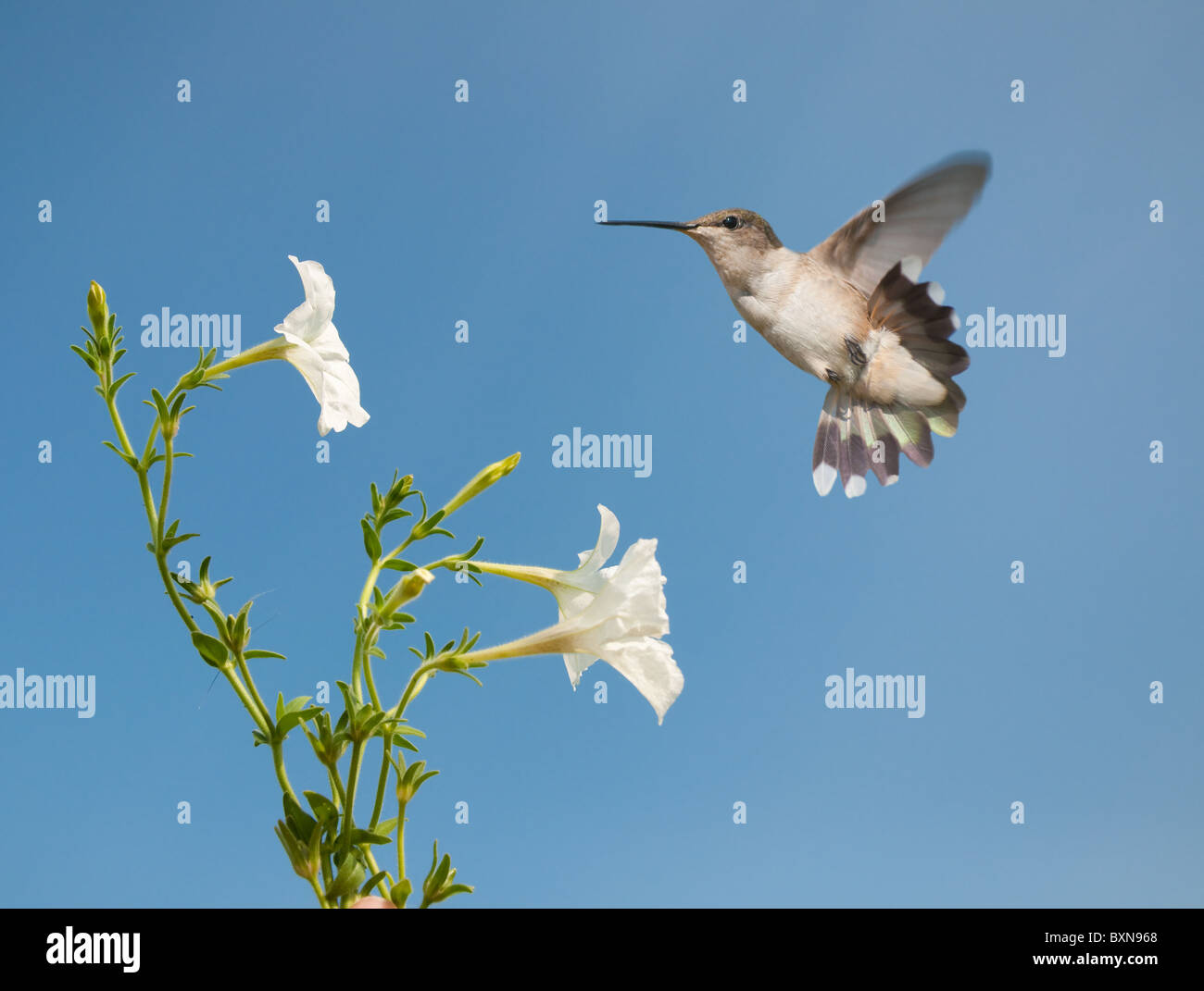 Femmina minuscola Hummingbird ottenere pronto per l'alimentazione su un bel bianco nella petunia contro il cielo limpido Foto Stock