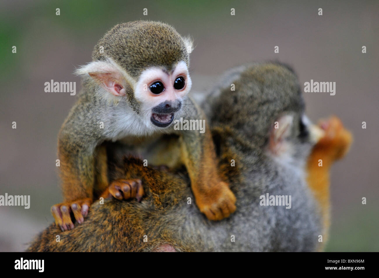Scimmie scoiattolo la madre e il bambino a Woburn Safari Park Foto Stock