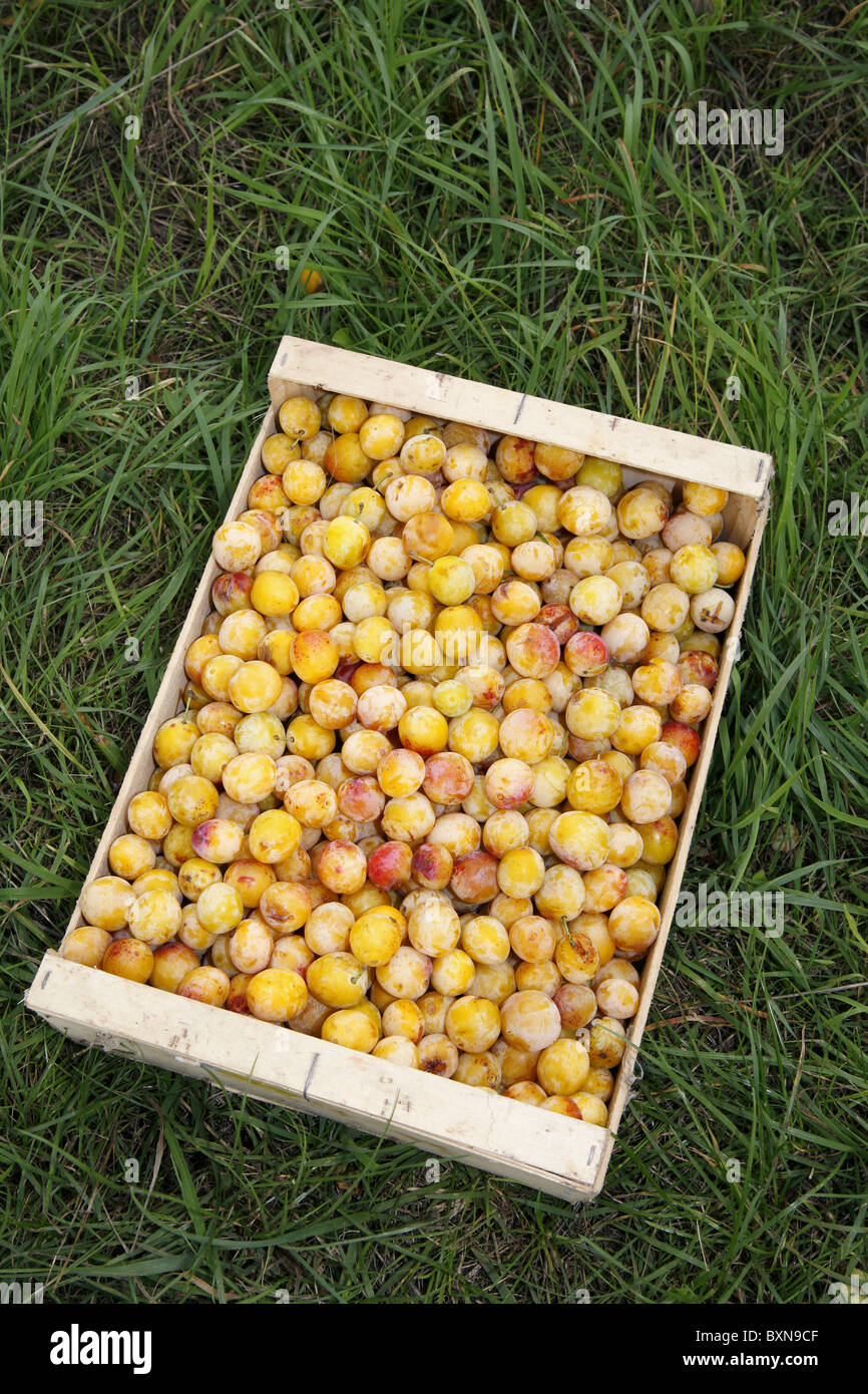 Susina di frutta di Lorena, Nancy, Francia Foto Stock