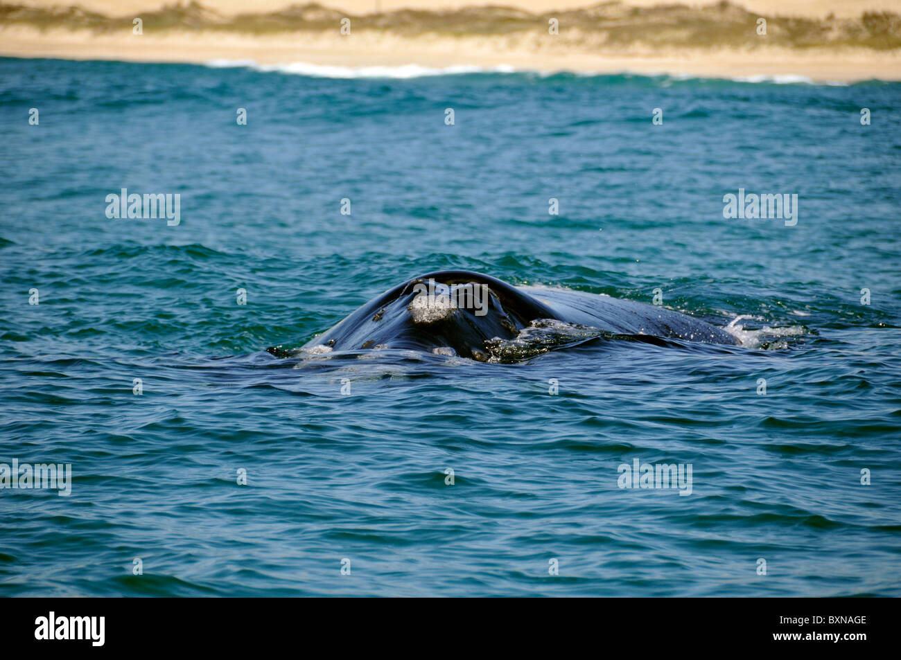 Southern Right whale, Eubalaena australis, narice dettaglio, Imbituba, Santa Catarina, Brasile, Sud Atlantico Foto Stock