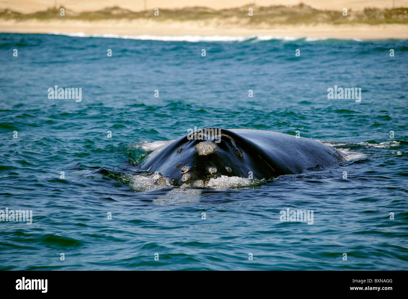Southern Right whale, Eubalaena australis, narice dettaglio, Imbituba, Santa Catarina, Brasile, Sud Atlantico Foto Stock