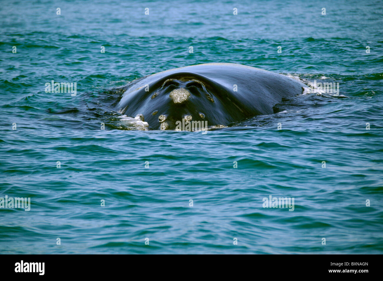 Southern Right whale, Eubalaena australis, narice dettaglio, Imbituba, Santa Catarina, Brasile, Sud Atlantico Foto Stock