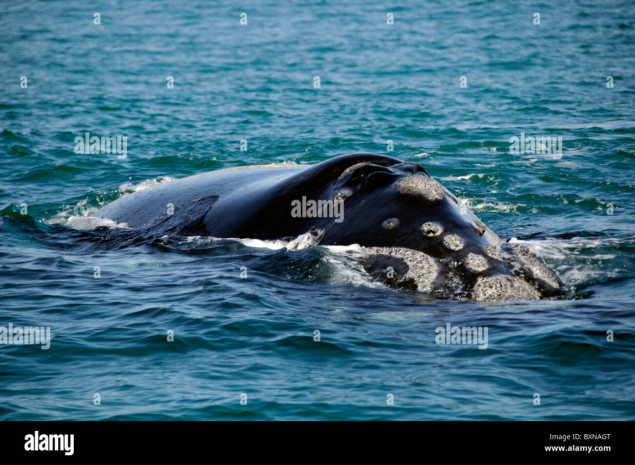 Southern Right whale, Eubalaena australis, narice dettaglio, Imbituba, Santa Catarina, Brasile, Sud Atlantico Foto Stock