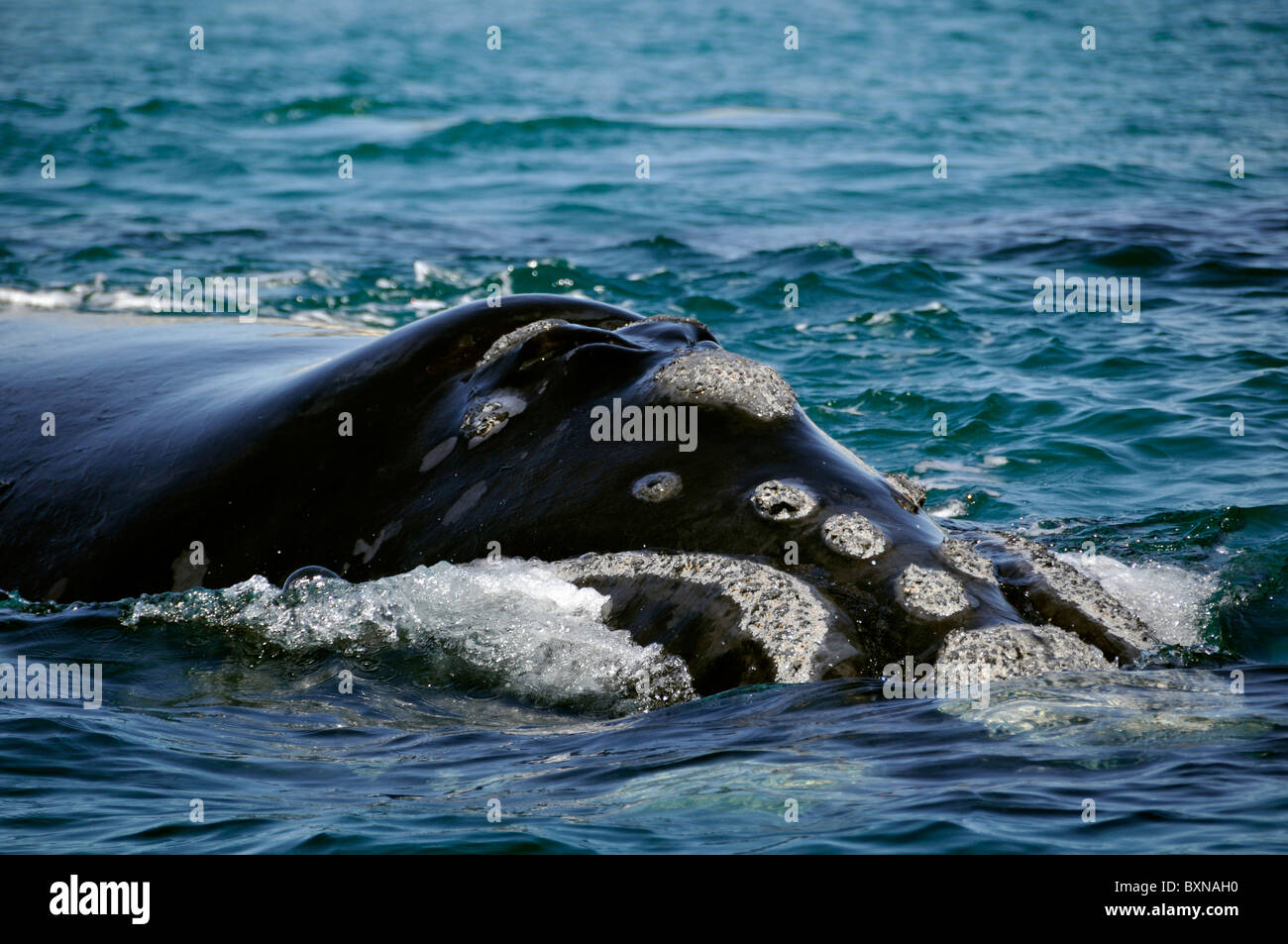 Southern Right whale, Eubalaena australis, narice e testa dettaglio, Imbituba, Santa Catarina, Brasile, Sud Atlantico Foto Stock