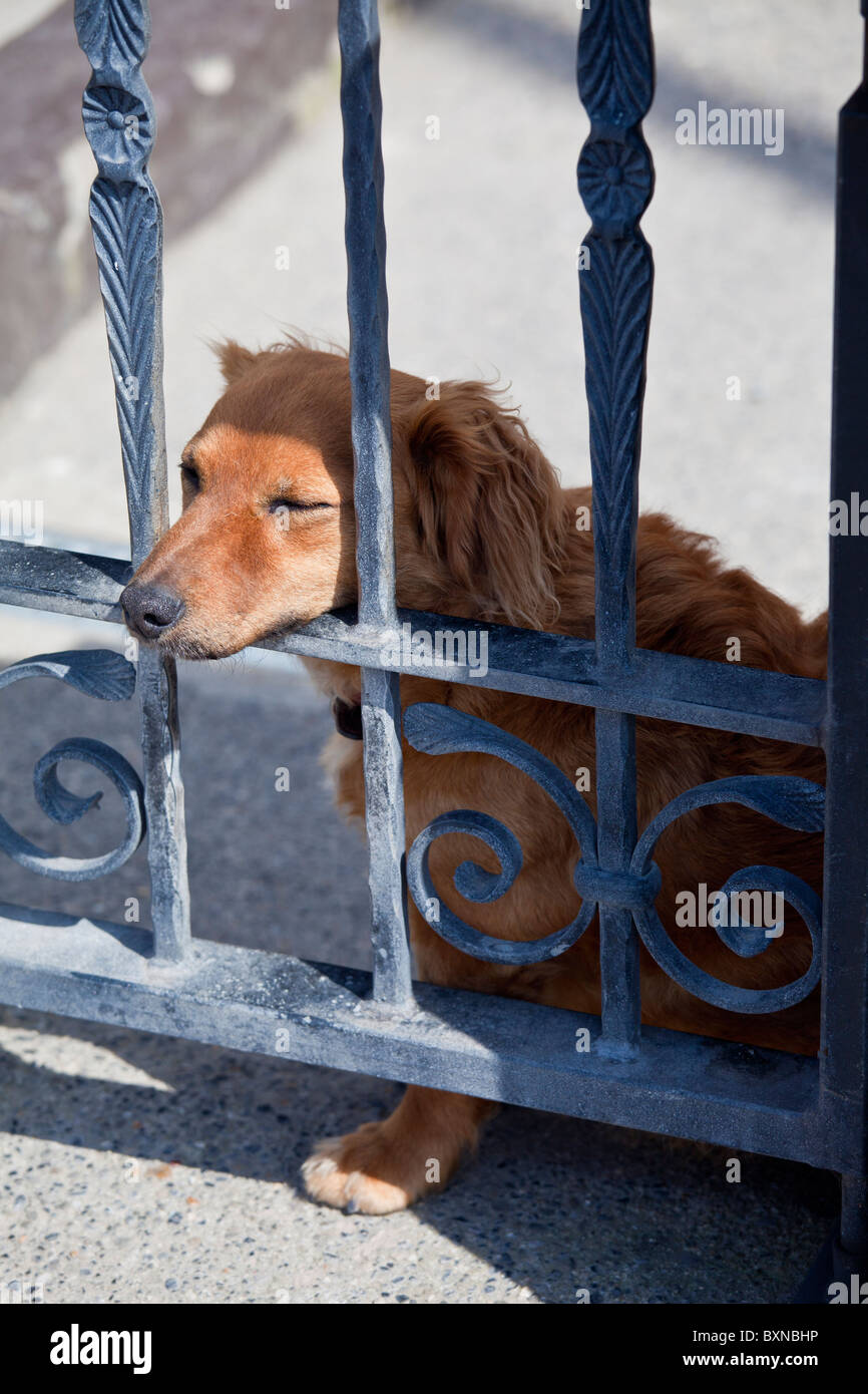 Gentile cane da guardia, un simpatico bassotto, poggia sulla gate a Ballyhack, County Wexford , Sud Irlanda Foto Stock