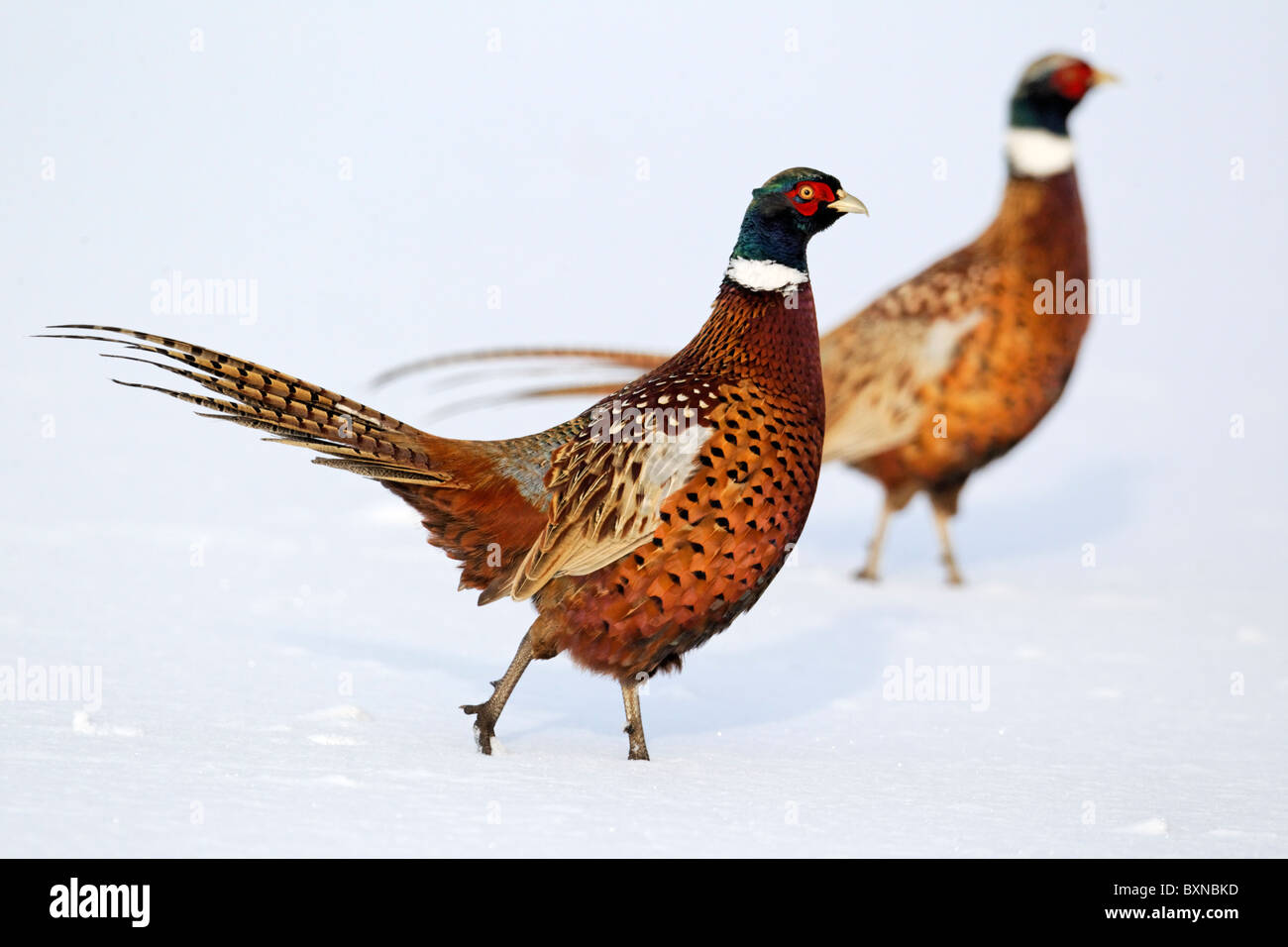 Fagiano, Phasianus colchicus, maschio singolo sulla neve, Midlands, Dicembre 2010 Foto Stock