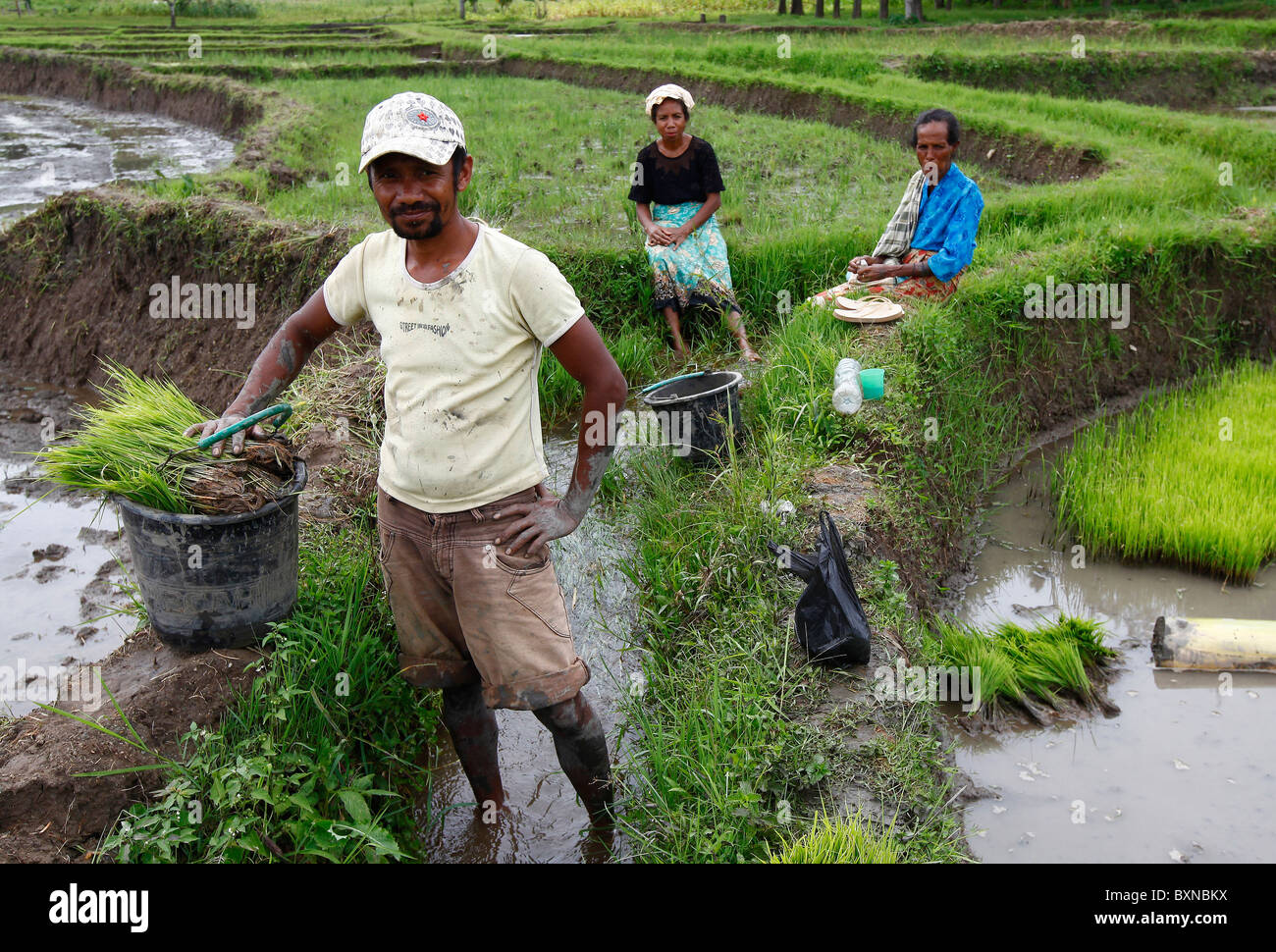 Gli agricoltori di piantare il riso in un campo di risone in Timor Orientale Foto Stock